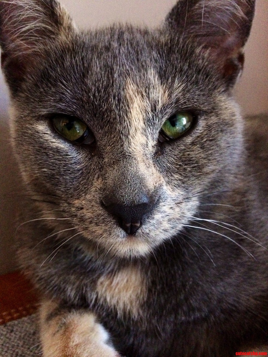 My Manx Cat. My Best Friend. I Present to You Tiggy.