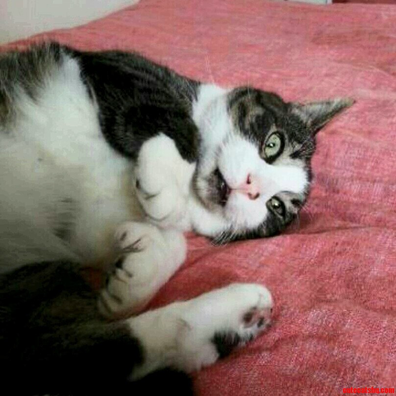 My Mew Looks Like He Just Remembered Something Really Embarrassing