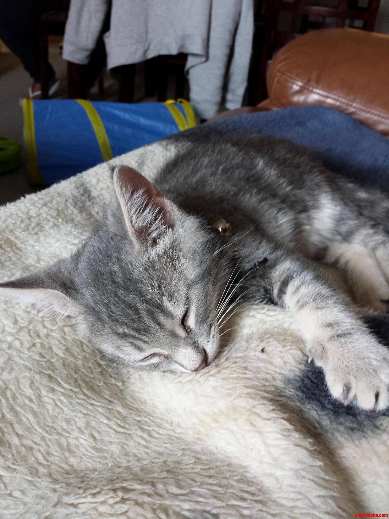 My Mom Got a New Kitten and He Belongs Here. Meet Hutch.
