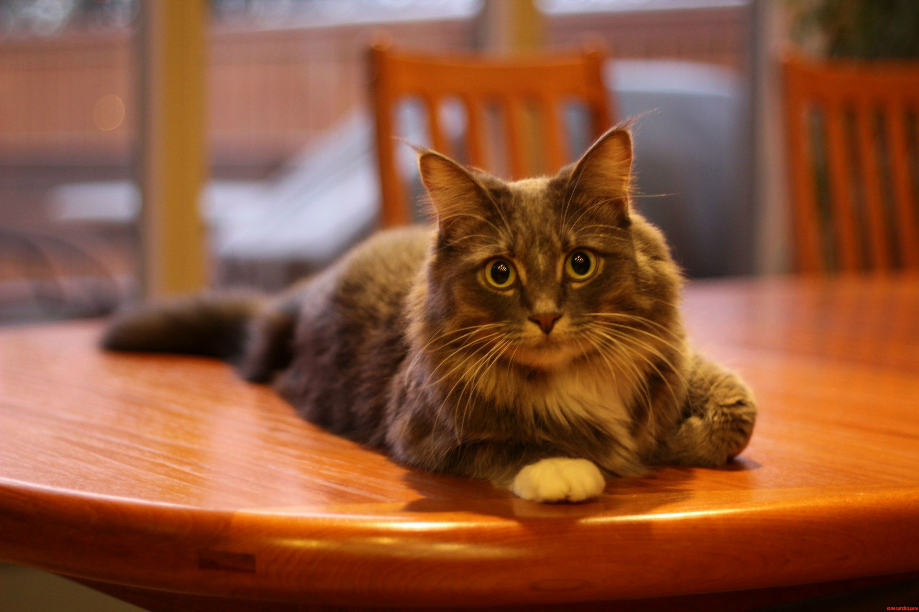 My Moms No Cats on the Table Rule Doesnt Get Enforced When Youre This Cute