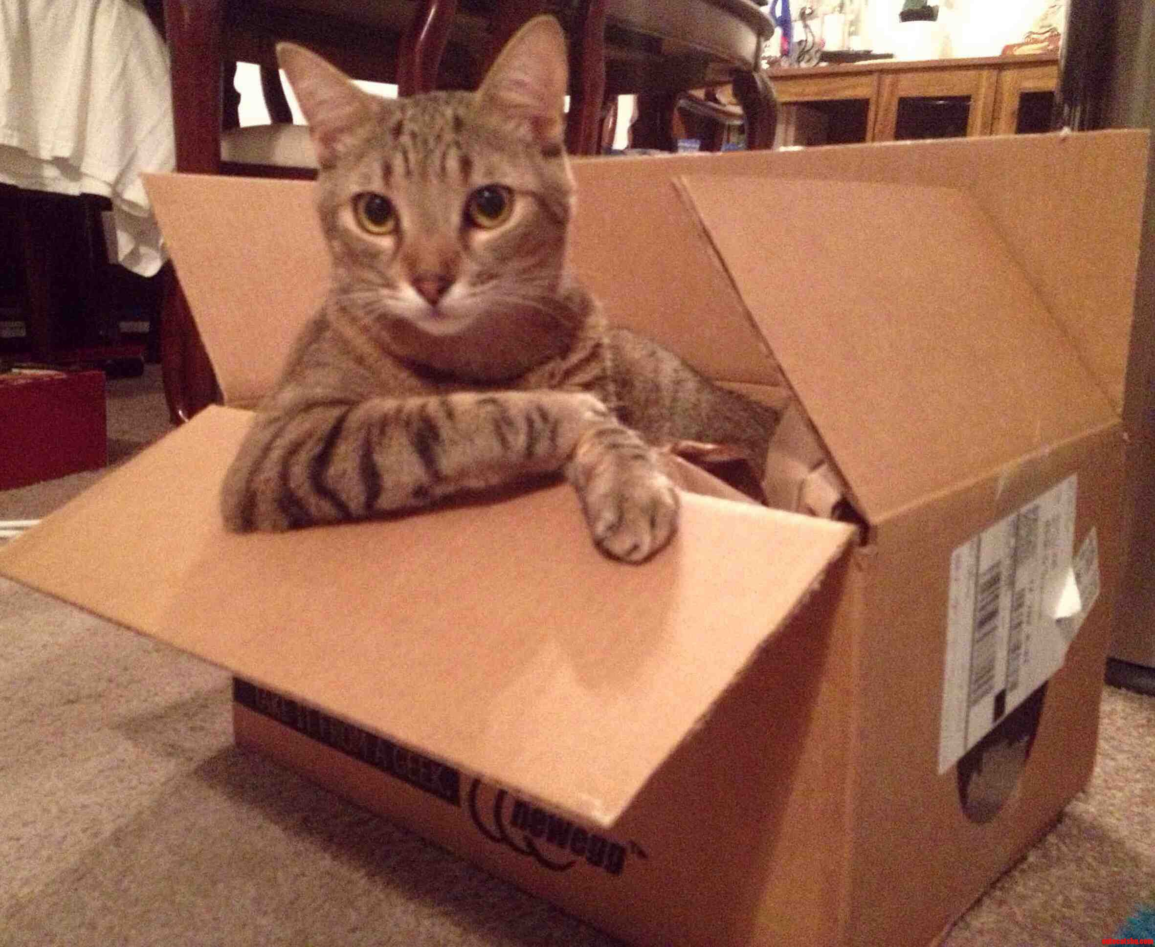 My Most Interesting Cat in the World.
