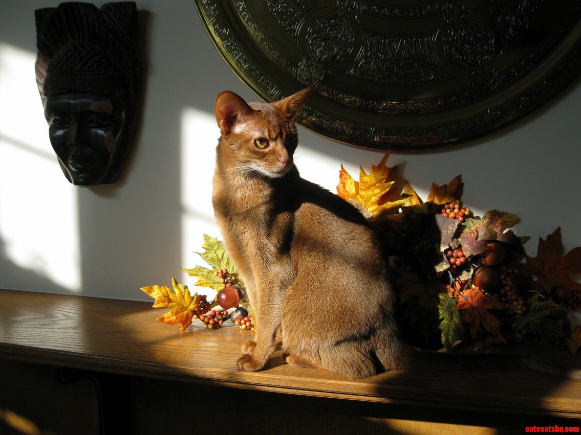 My Mother Really Wants to See This Picture She Took of Her Abyssinian. This Is Josie.
