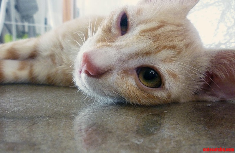 My Mothers New Ex-hobo Cat.