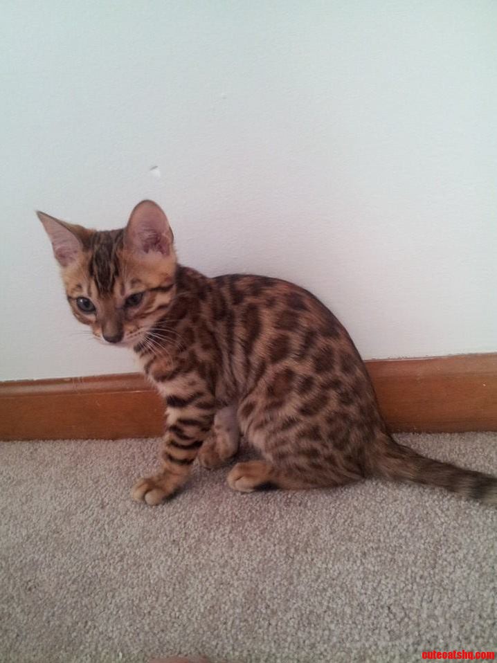 My New Bengal Kitten 13 Weeks Old