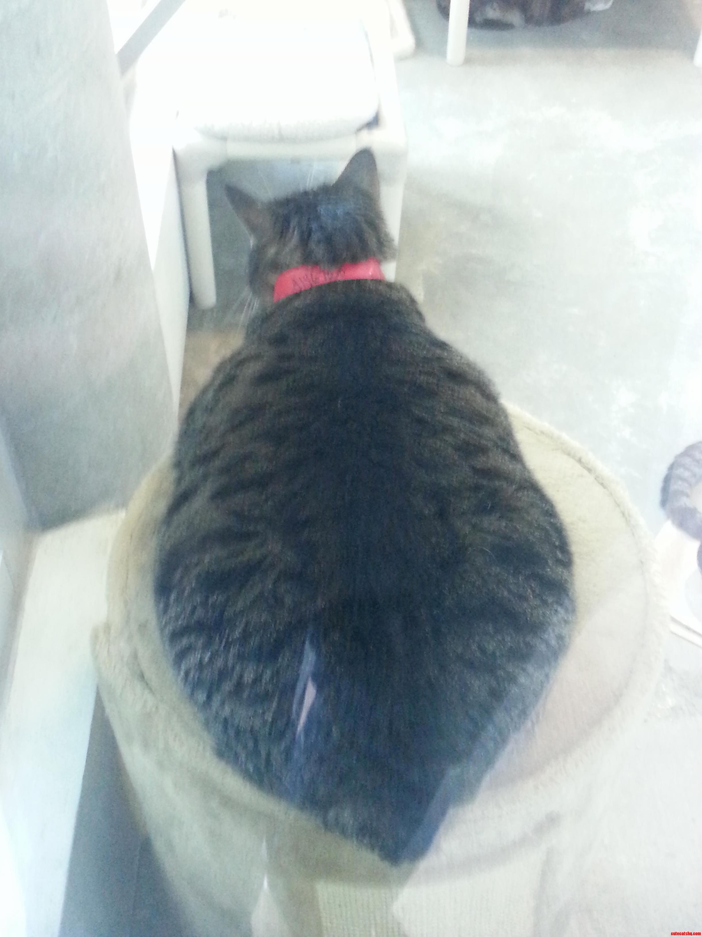 My New Cat - I Think a Kitty Diet Is in Order.