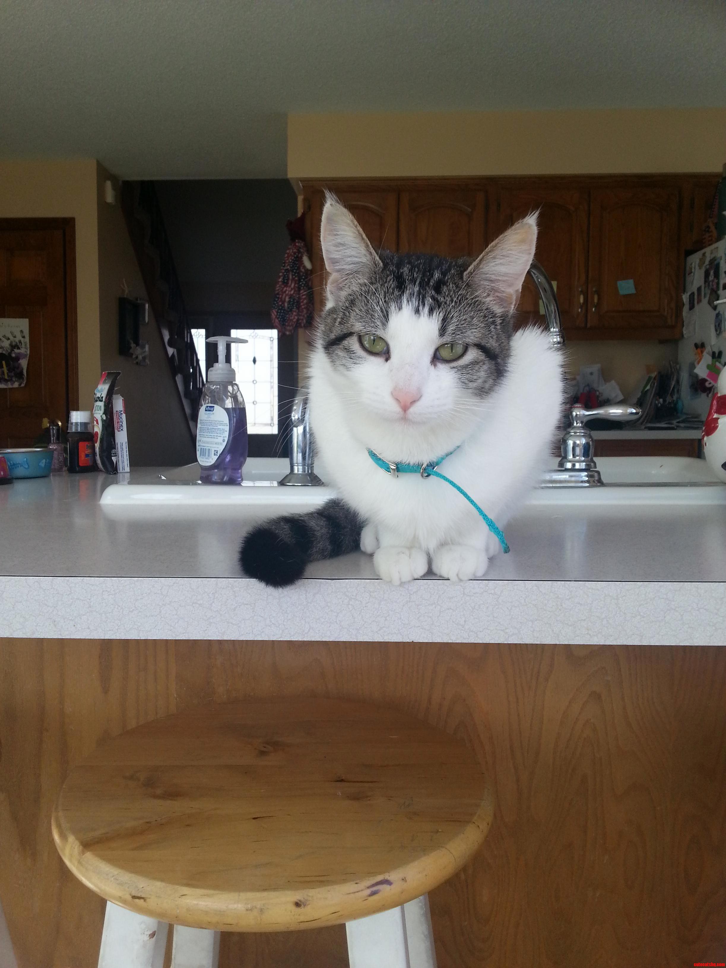 My New Kitty Annie.