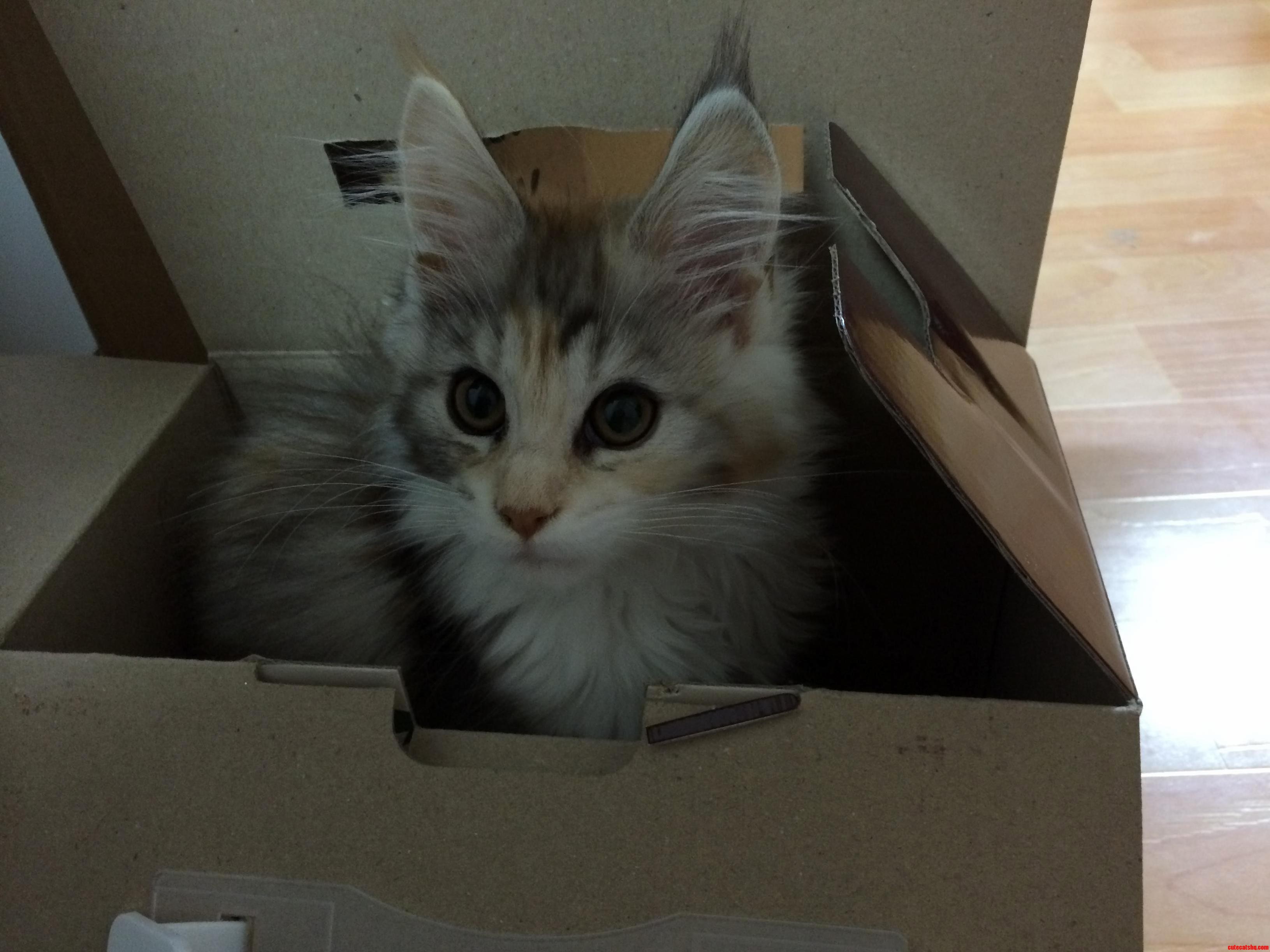 My New Maine Coon Girl Eris