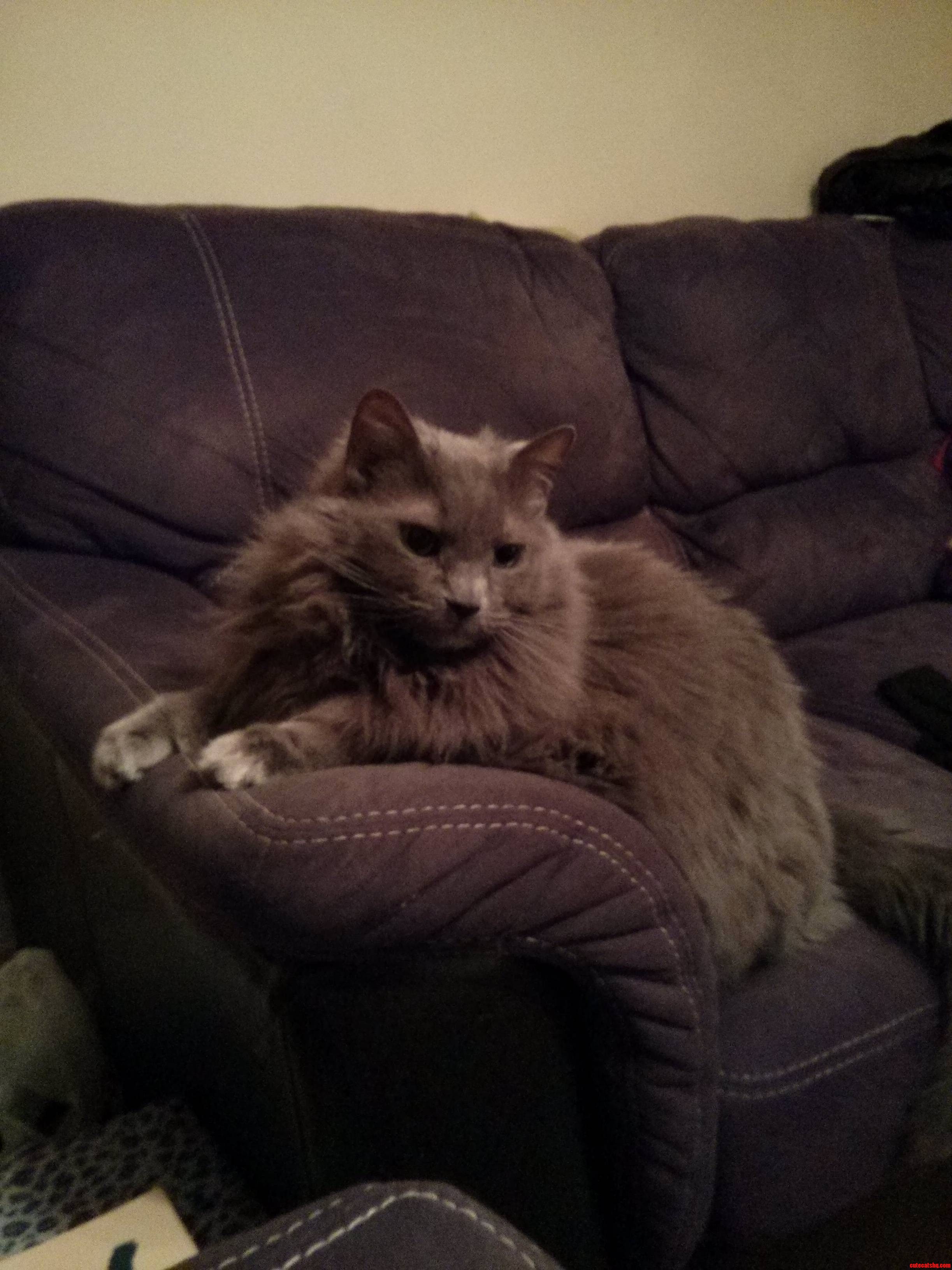 My Old Man Bud Sitting Pretty on the Couch.