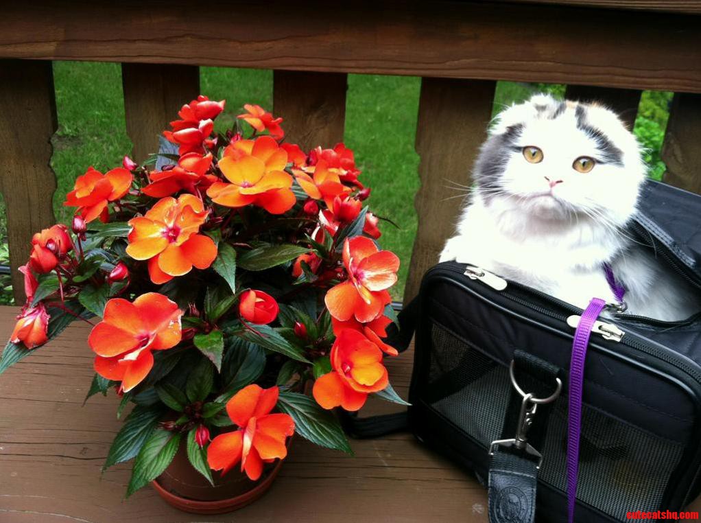 My Parents Scottish Fold Enjoying Nature