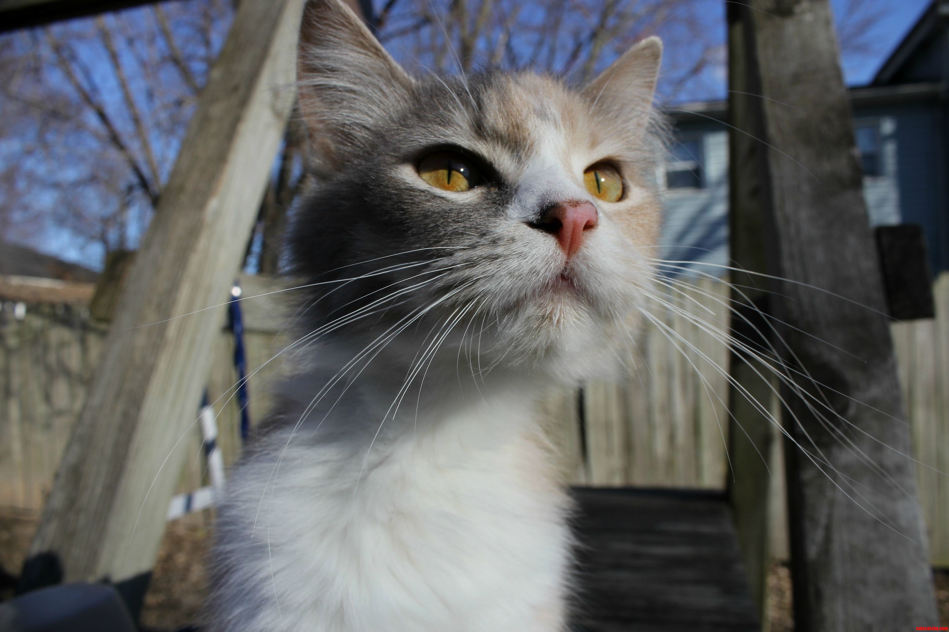 My Pretty Baby Fluffy