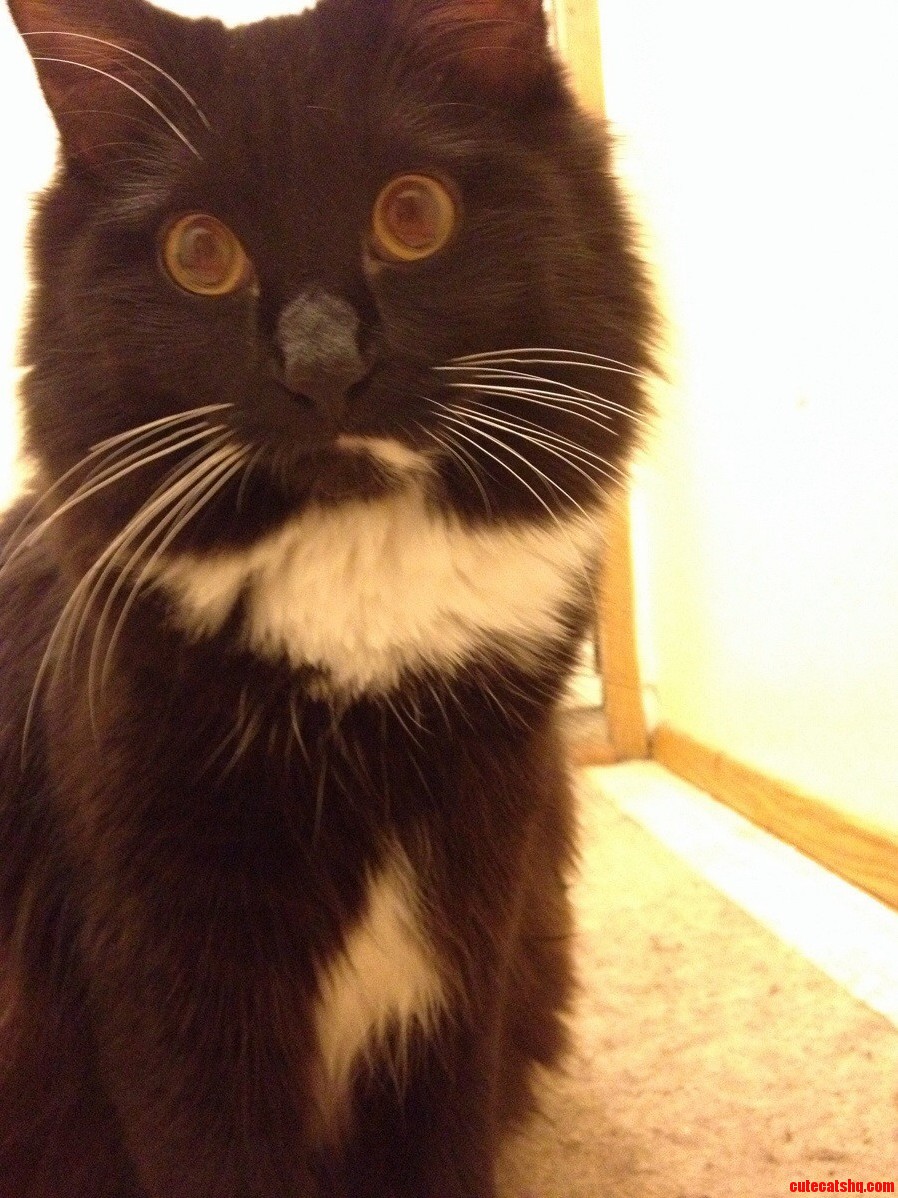 My Princess Fluffy Butt Will Be One Yo Next Week Time Flies