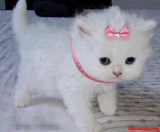 My Princess Too Cute