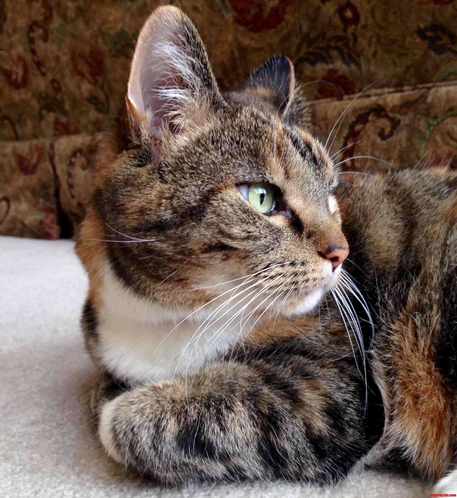 My Purrfect Cat