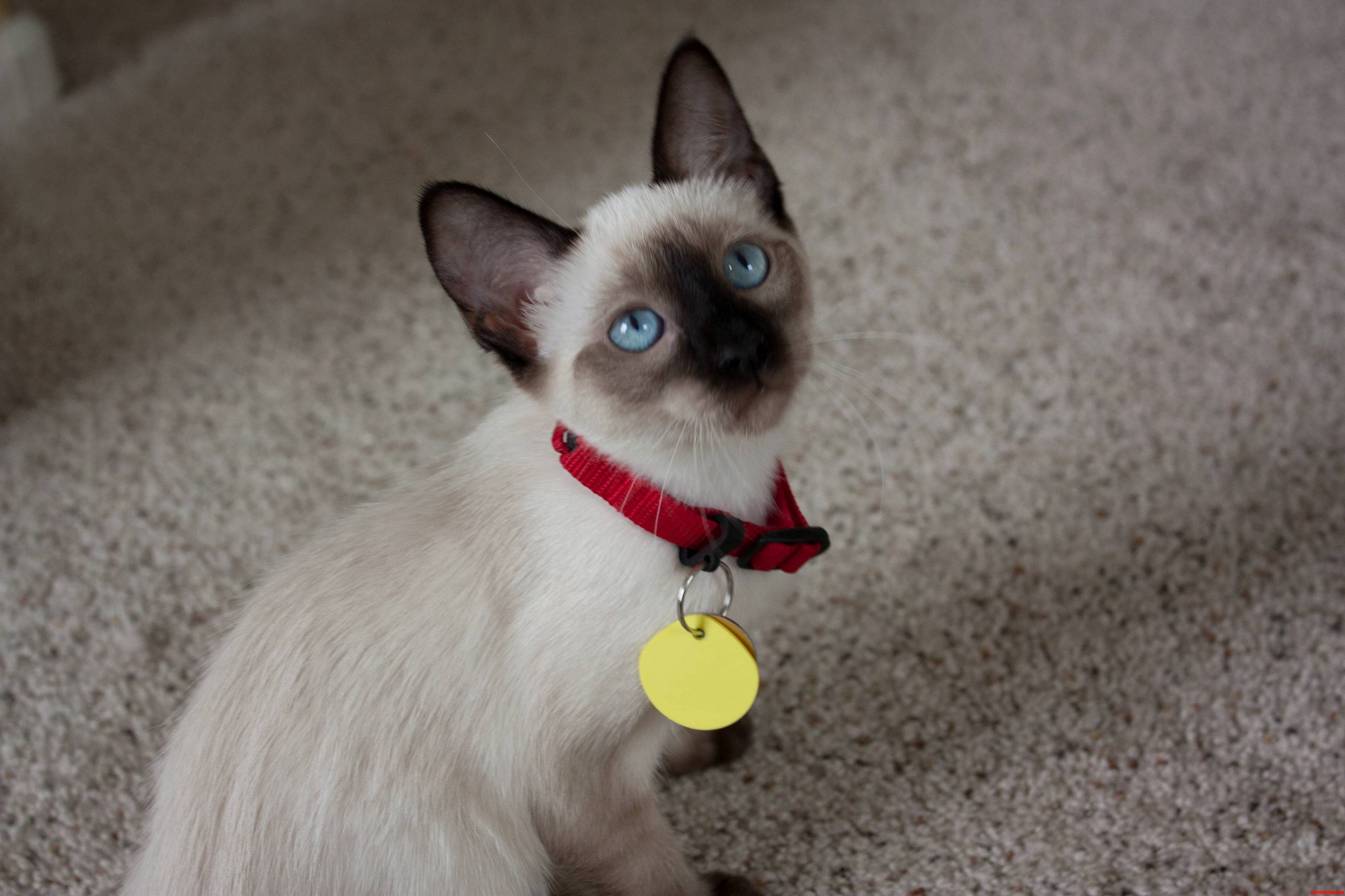 My Sealpoint Siamese When She Was a Kitten... Shes All Brown Now
