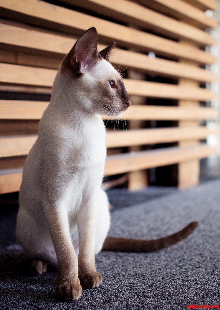 My Serious and Majestic Siamese Kitten