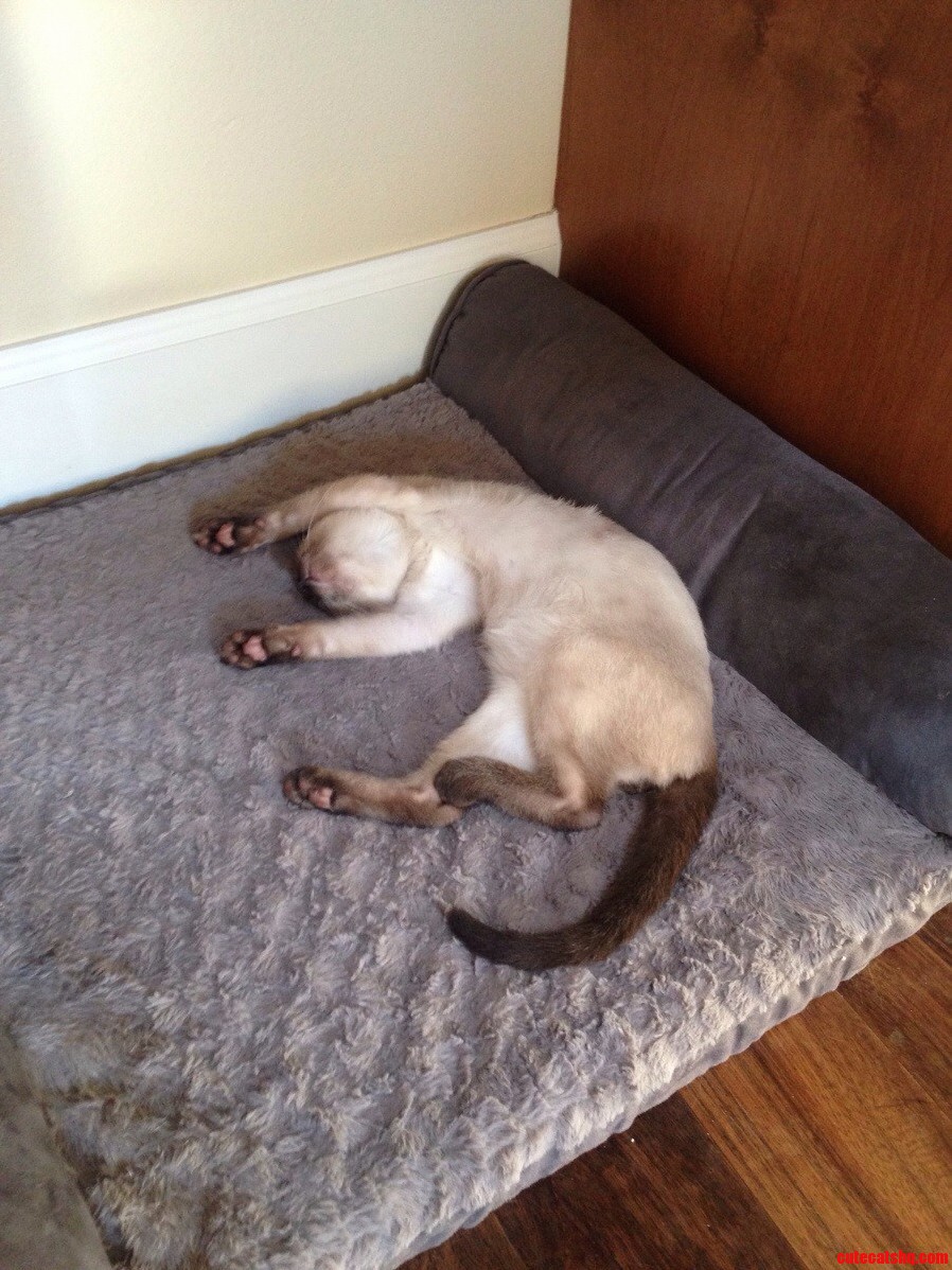 My Siamese Taking a Nap