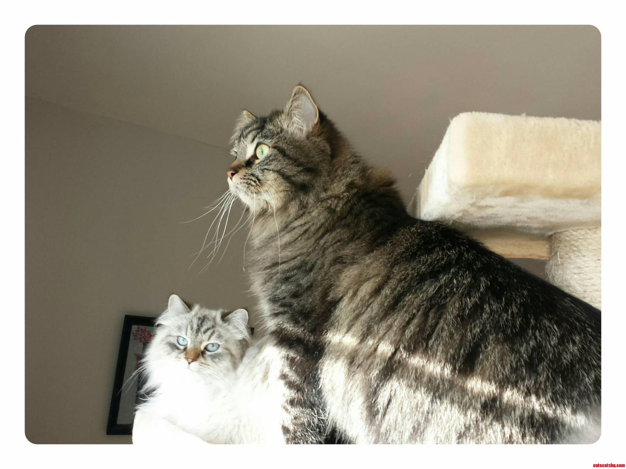 My Siberians Marshall and Lexi