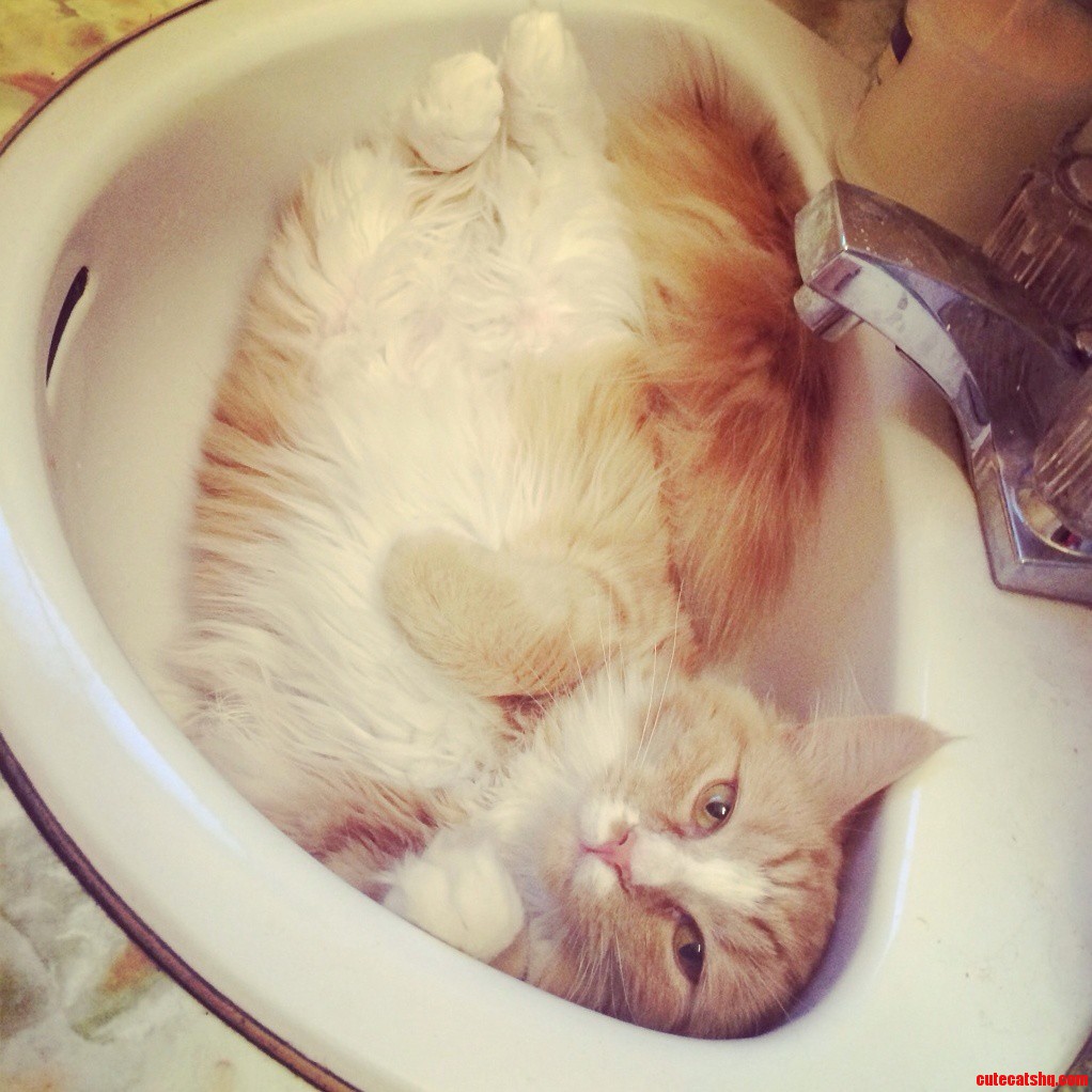 My Sink Cat Likes Her Sink