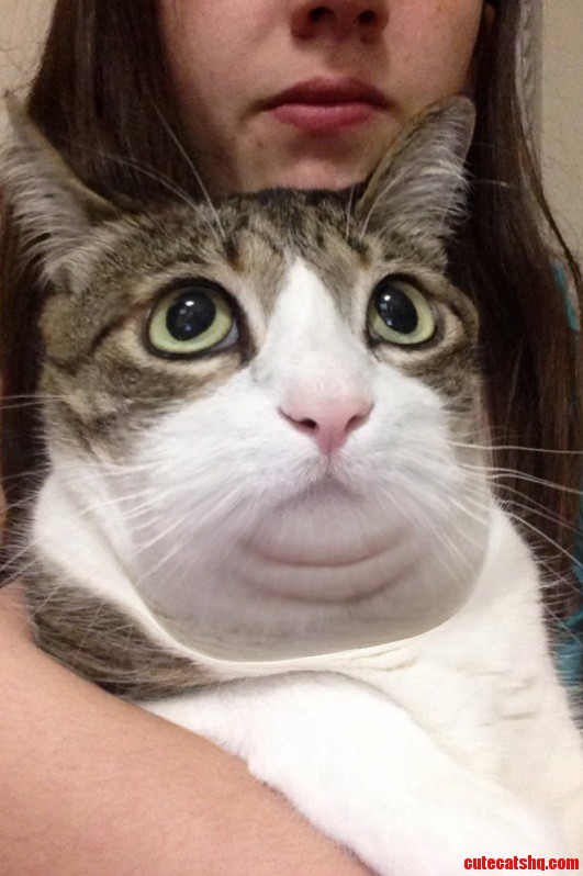 My Sister Used the Fat App on My Cat.