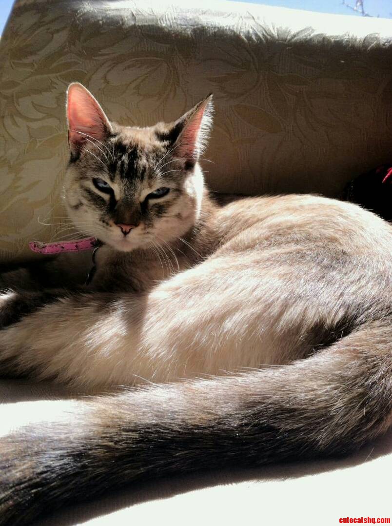 My Sisters Cat Angel