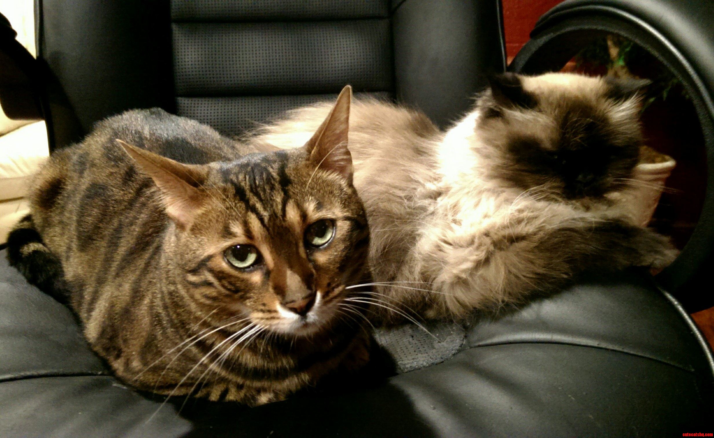 My Sleepy Kitties