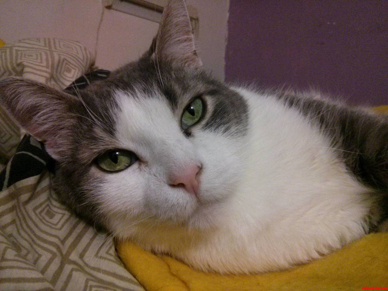 My Sweet Grumpy Older Cat