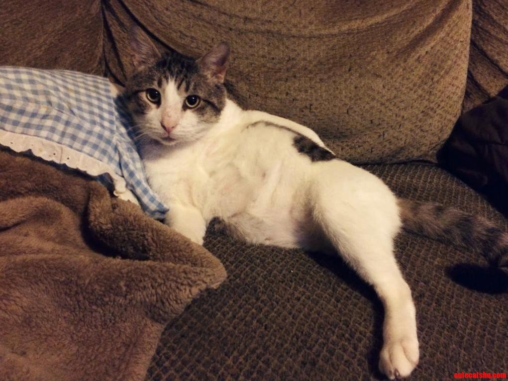 My Three-legged Cat Still Likes to Impress the Ladies.
