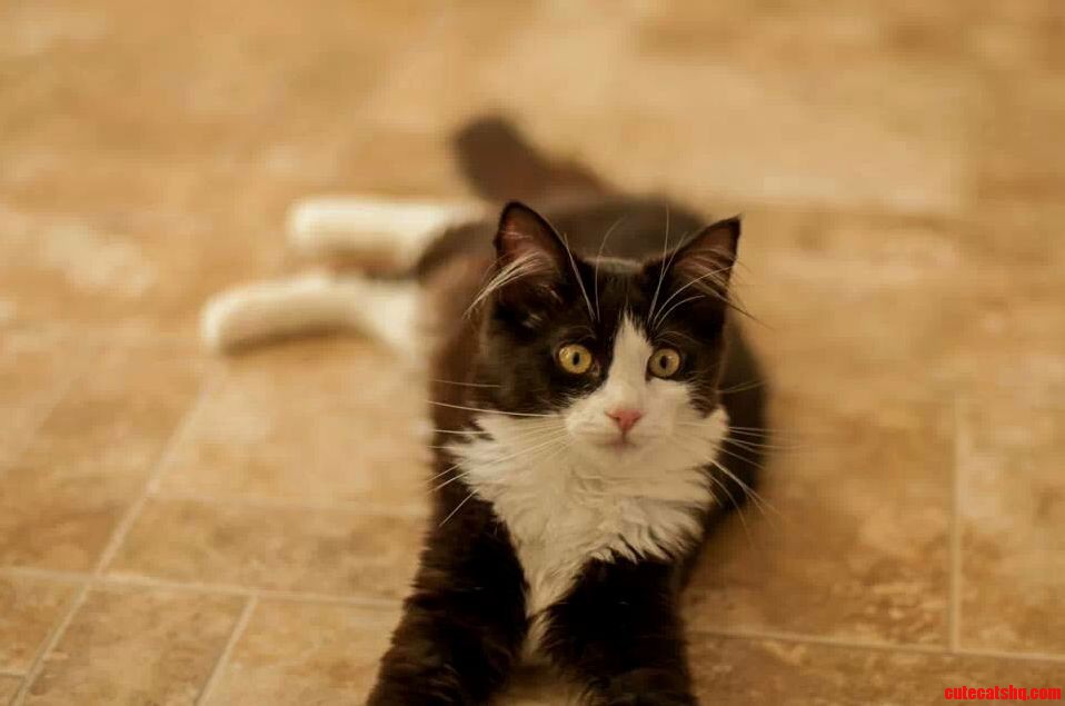 My Tuxedo Kitty. Princess Penelope.