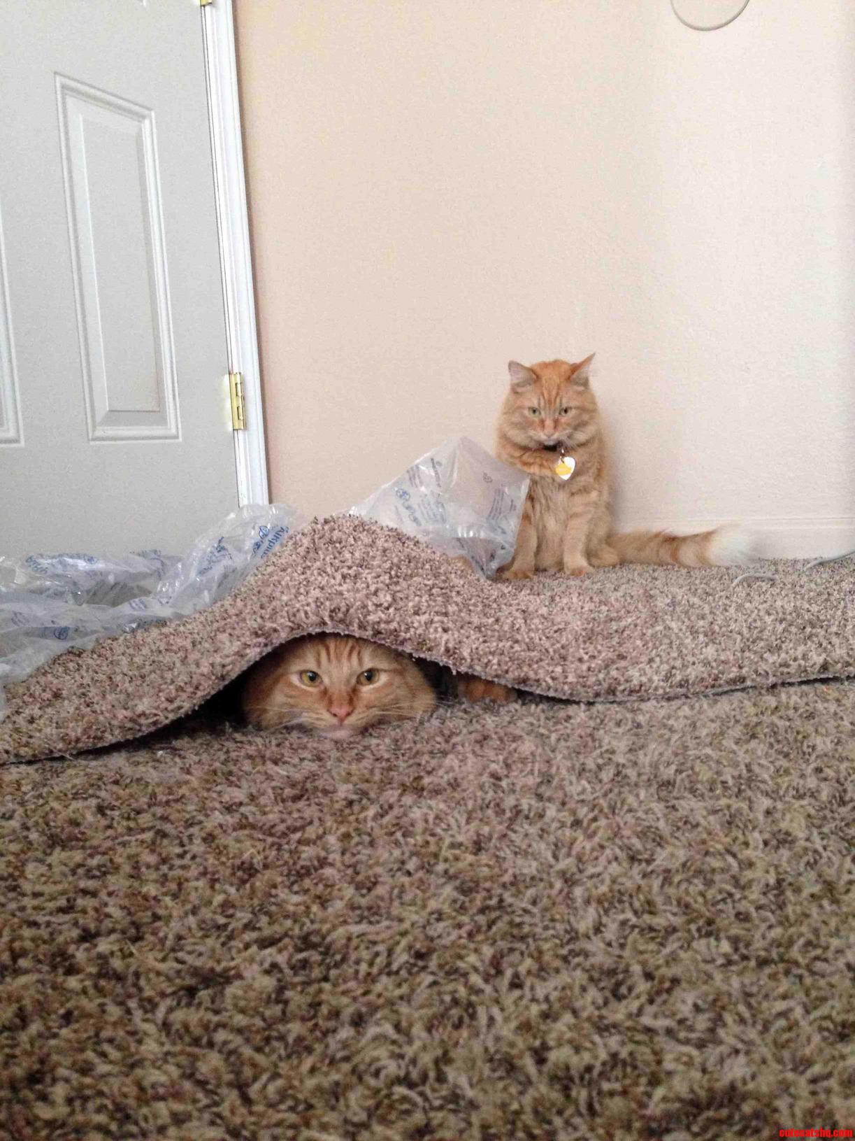 My Twin Cats During Playtime