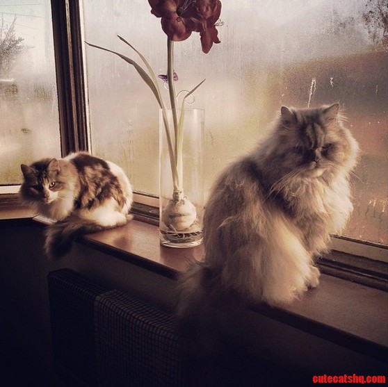 My Two Cats Eevee and Ozzie.
