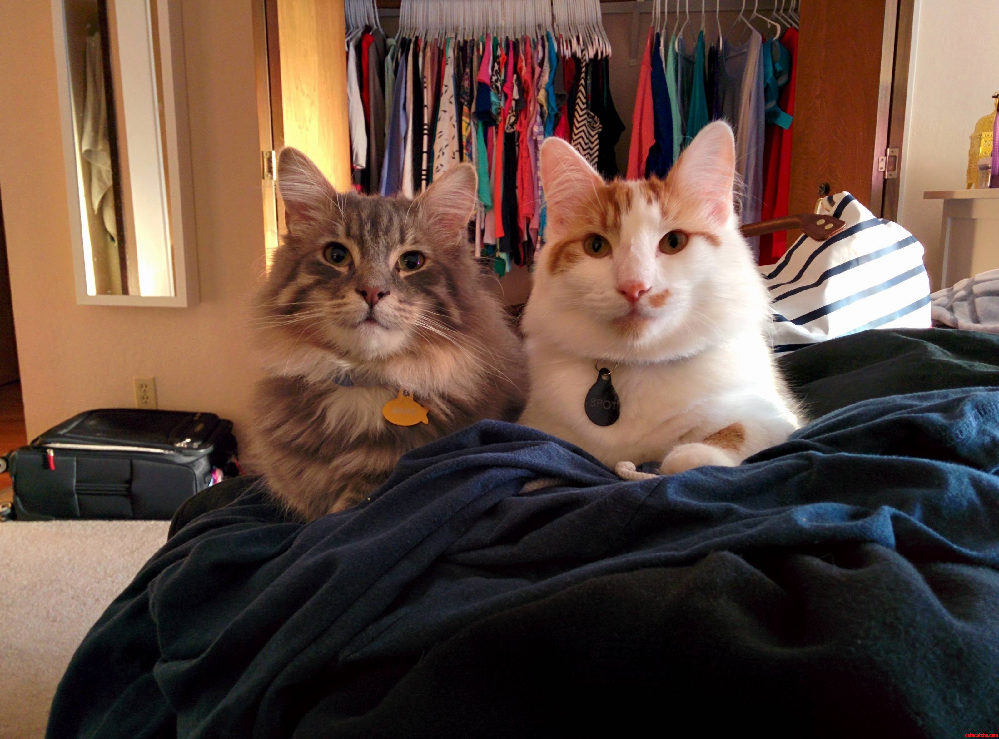 My Two Kittens Have Started to Grow Up. Binks and Spot.