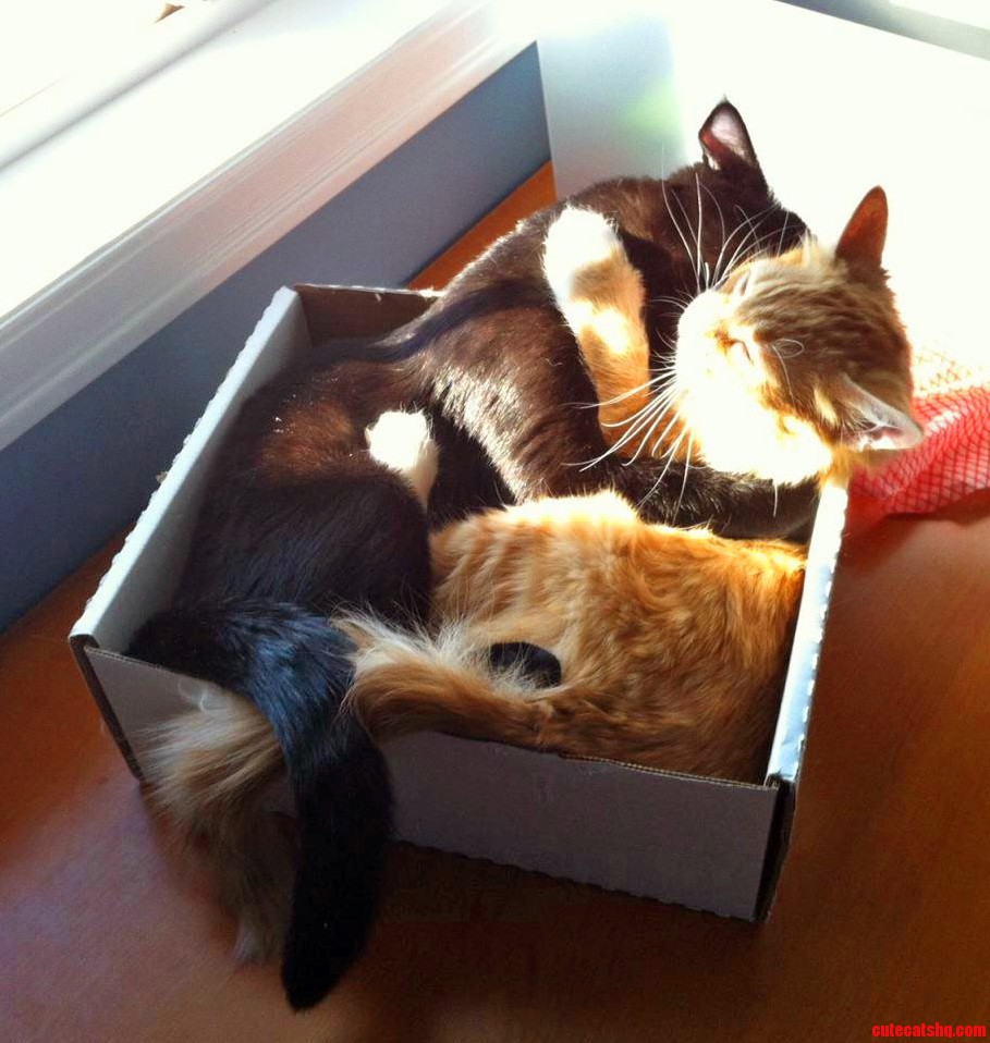 My Two Kitties the Week We Adopted Them. from Different Litters. Love at First Sight.
