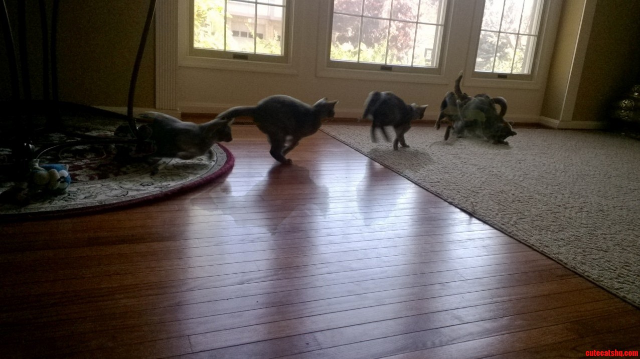 Nala Chasing Her Toy