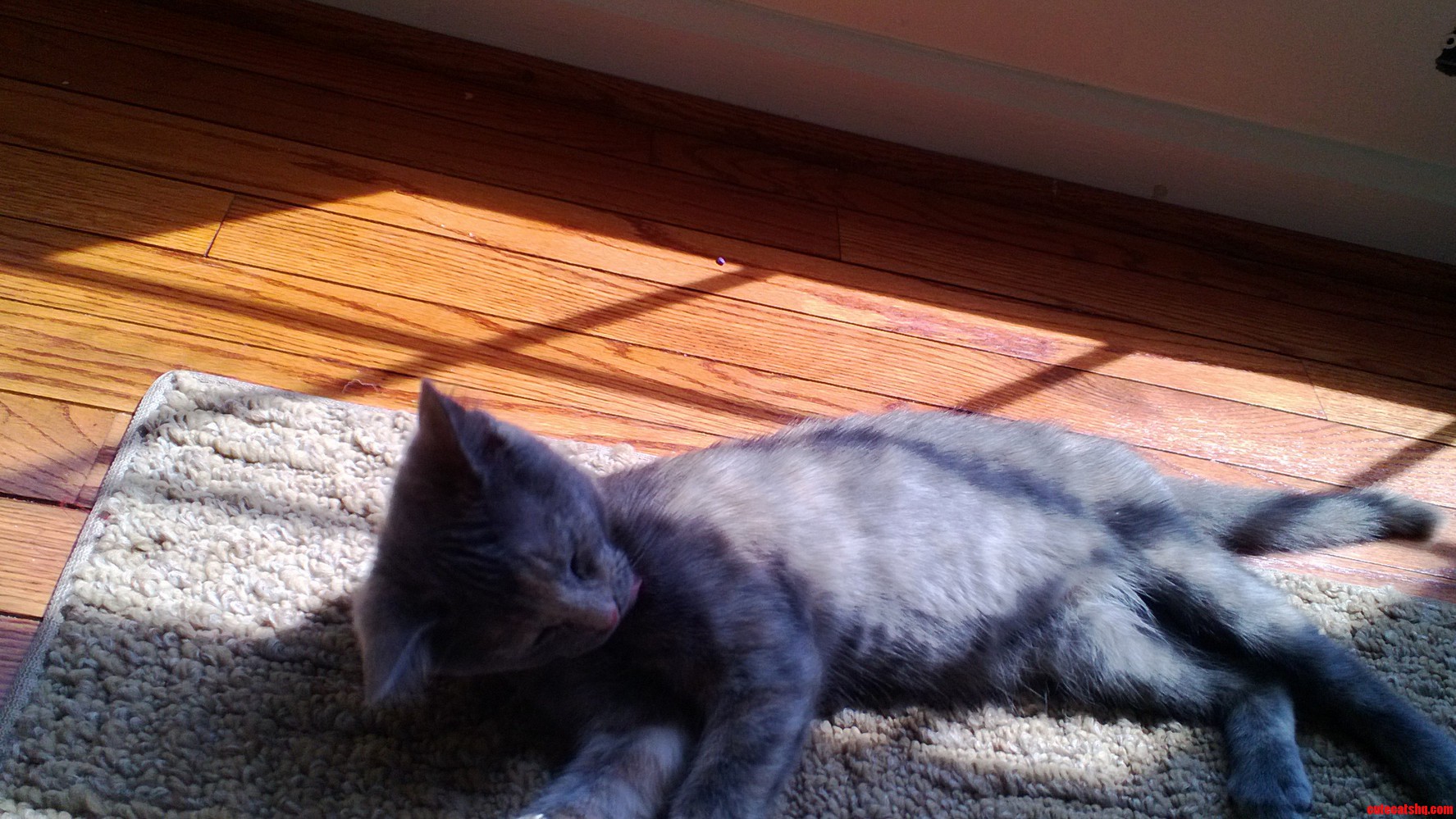 Nala Relaxing in the Sunlight