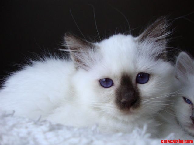 Name My Kitten Her Sister Is Called Sushi..