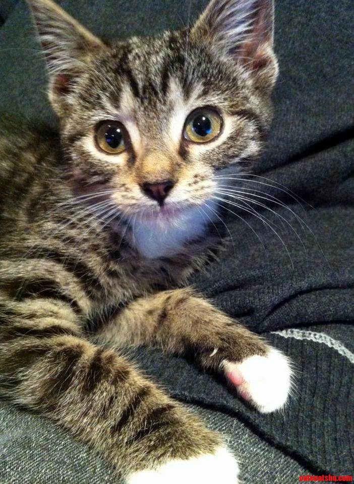 Name My New Kitten