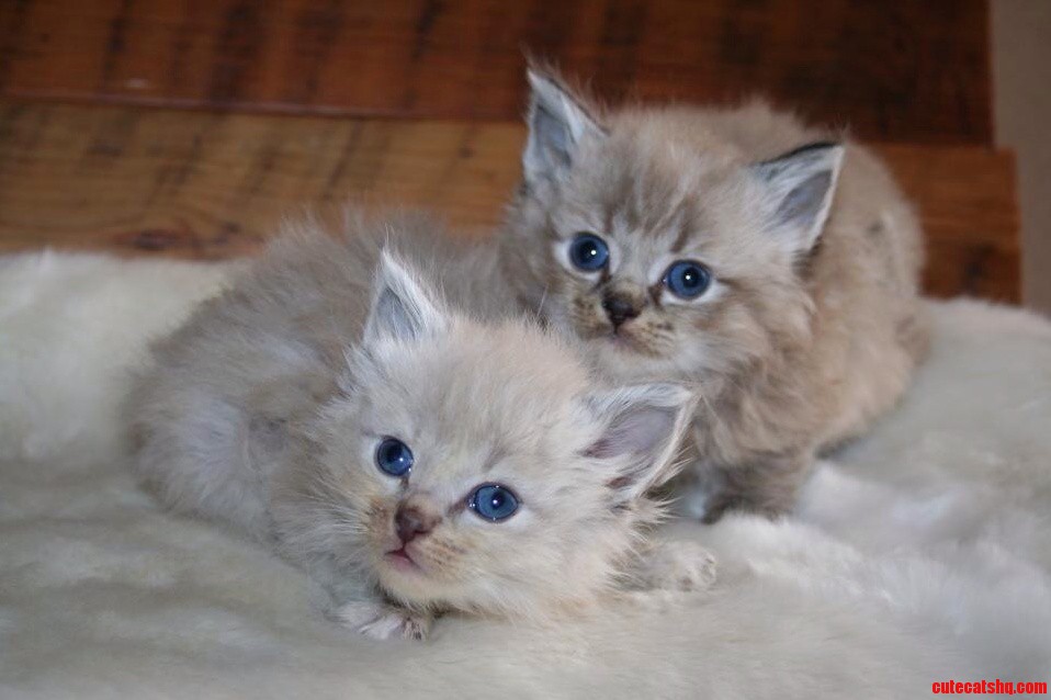 Napa and Sonoma Our New Ragdolls