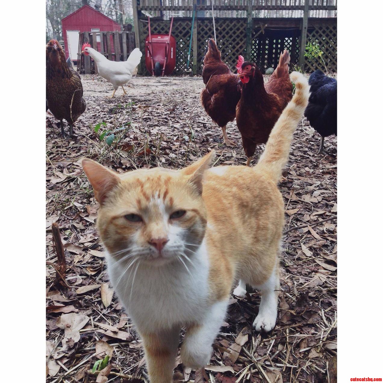 Neighbor Cat Is Becoming a Member of My Flock.