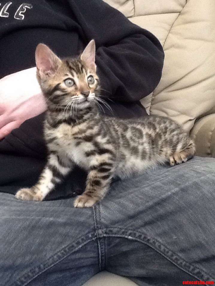 New Kittybaby Named Razz