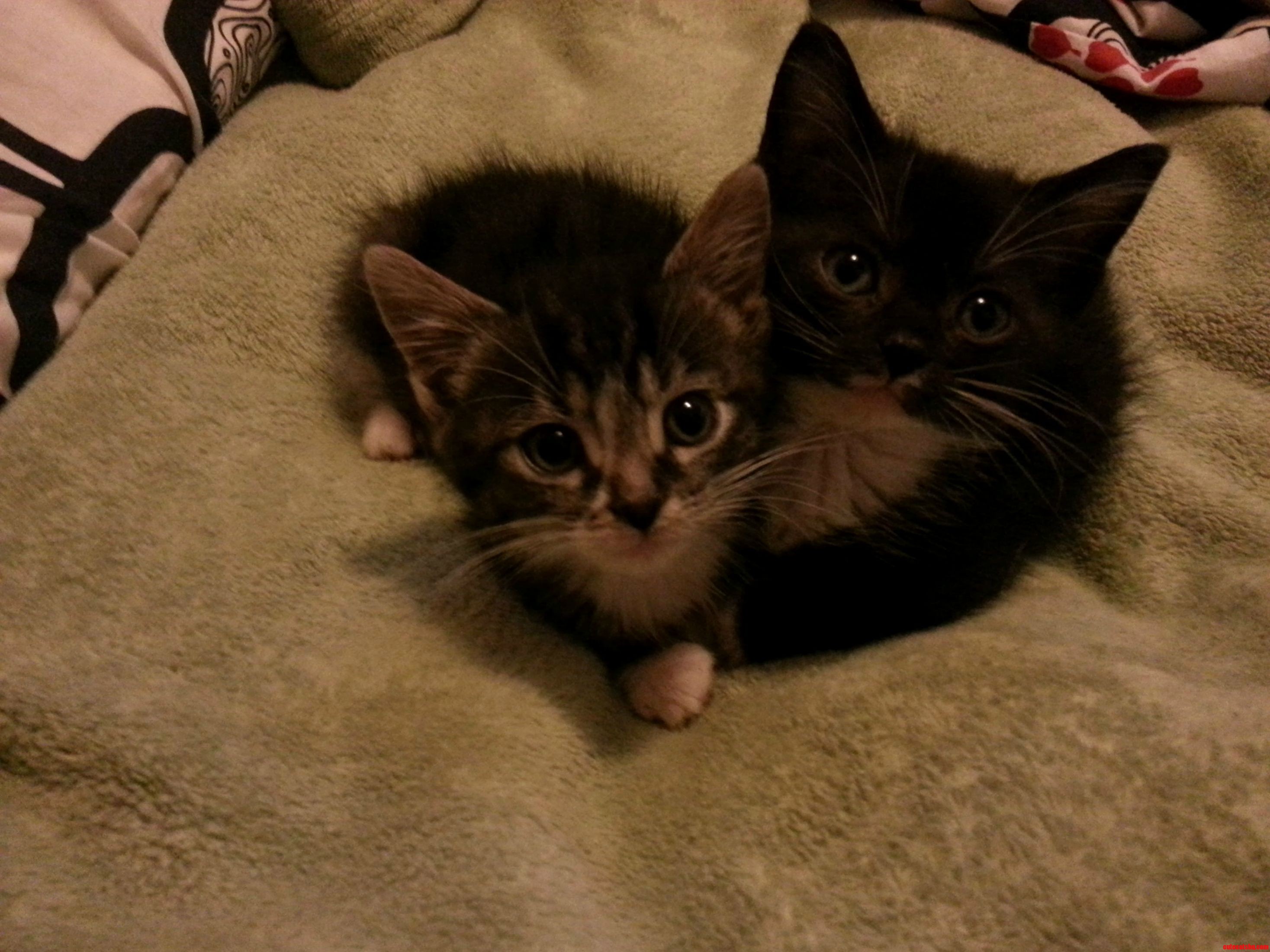 Newest Little Guys We Found in a Cardboard Box by a Ditch