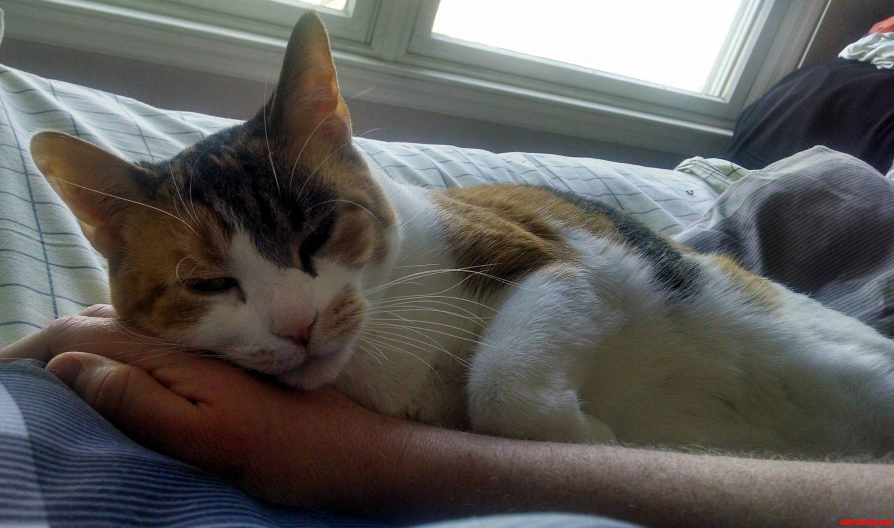 Nikita Didnt Want Me to Get Out of Bed This Morning