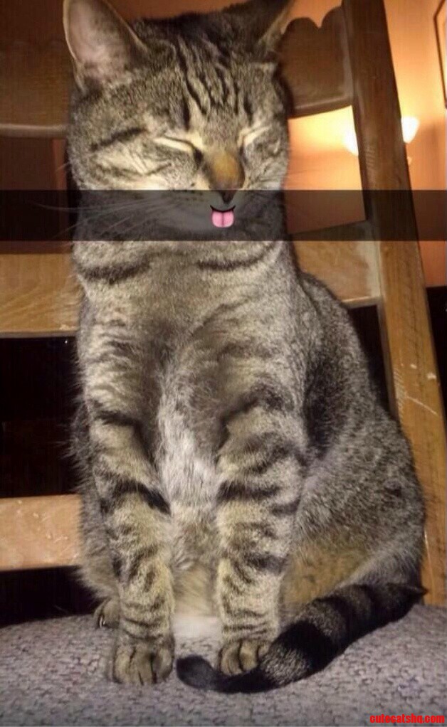 No Much of a Cat Person but So Damn Adorable.