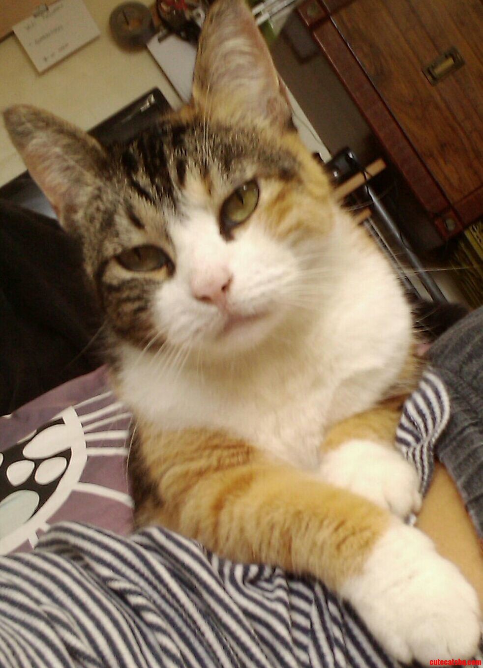 Not Amused