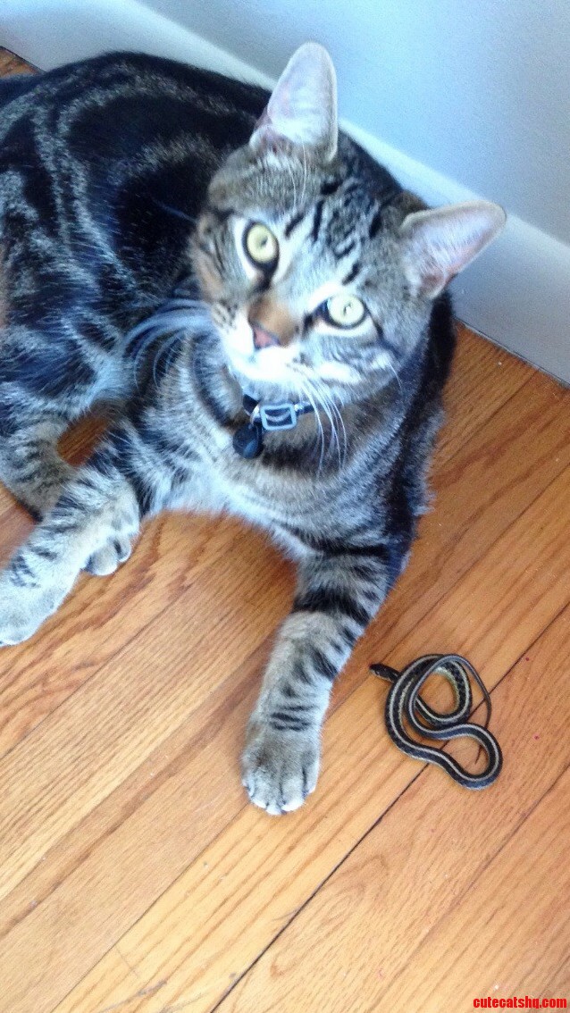 Not Even a Year Old and My Giant Kitty Is Bringing Me Gifts. Im a Lucky Mom.