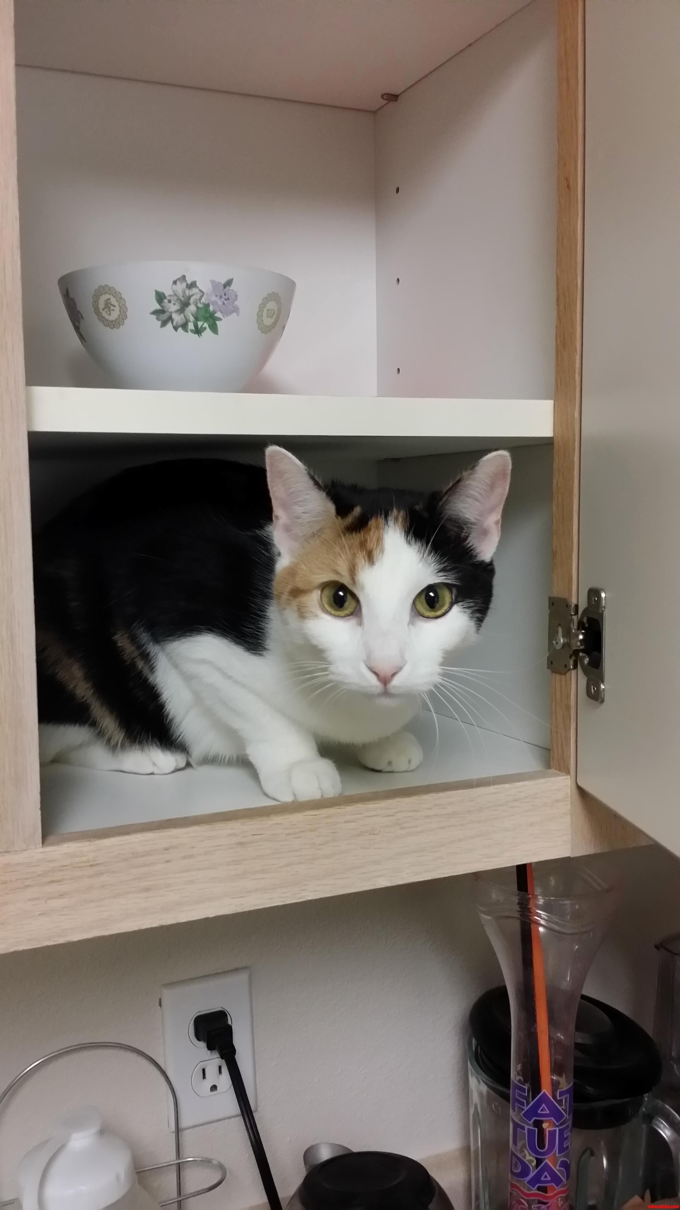 Oh Hai Im Making This Cabinet My New Home