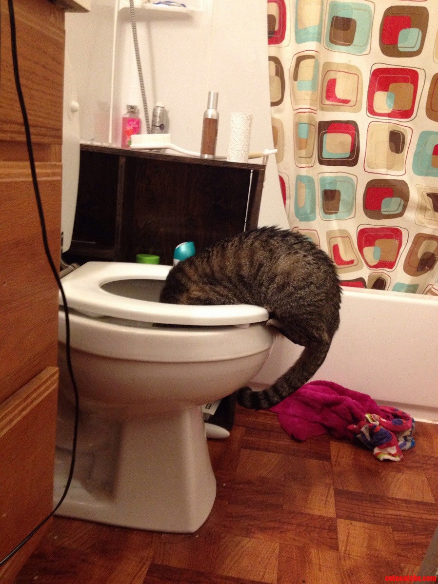 Okay So My Cat Drinks Out of the Toilet and I Dont Think Thats What Normal Cats Do.