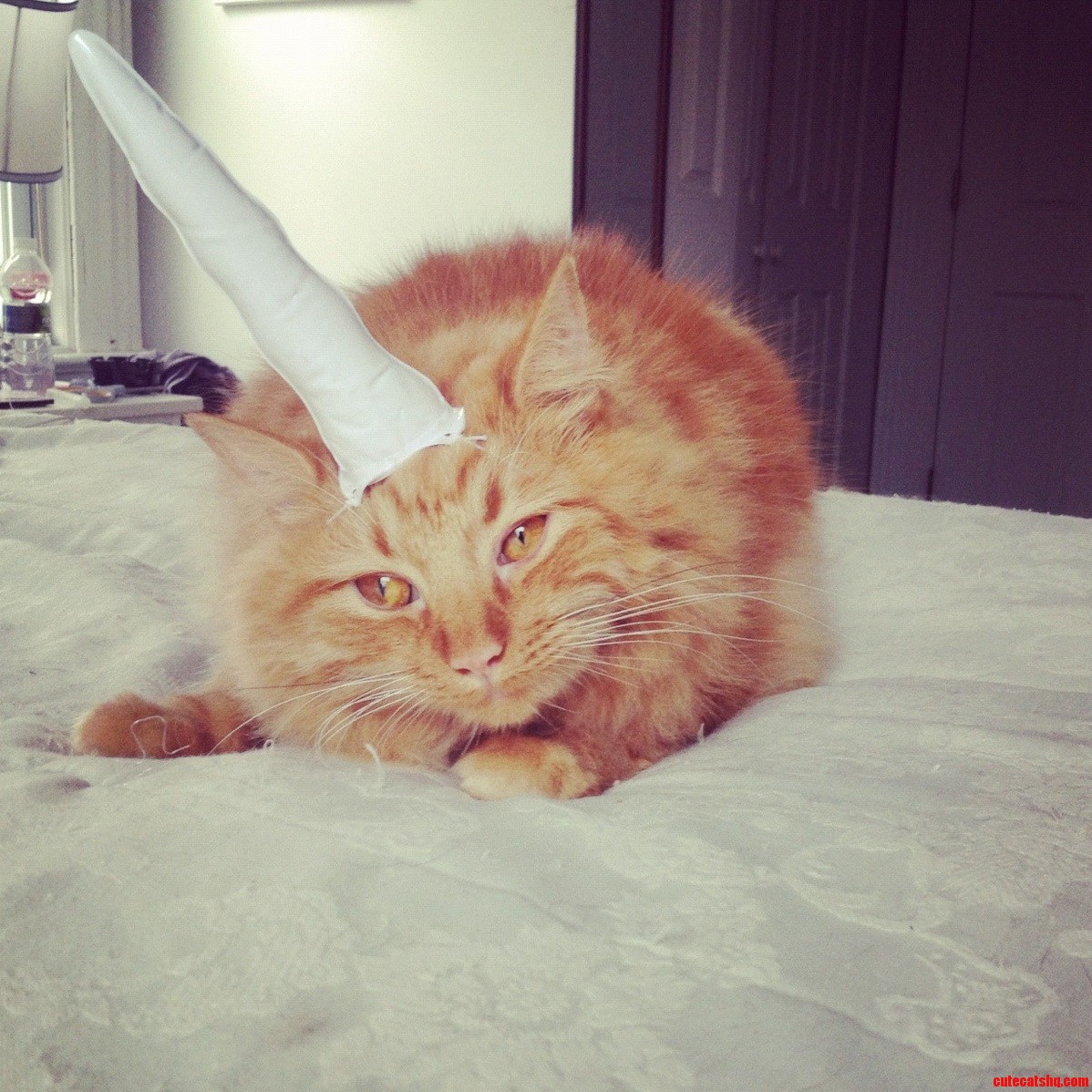 Oliver Rip. You Were the Best Little Fluff I Ever Did Have.