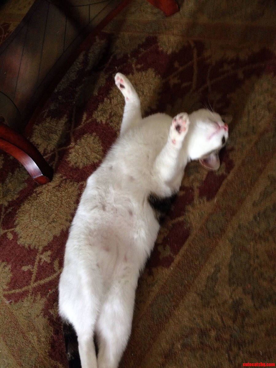 Ollie Just Rolls Over When I Try to Take a Good Picture of Him..