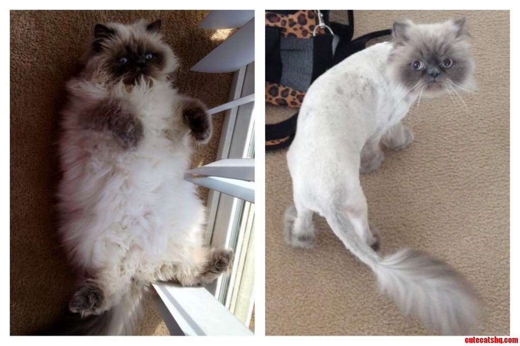 Ollie My Himalayan Before After