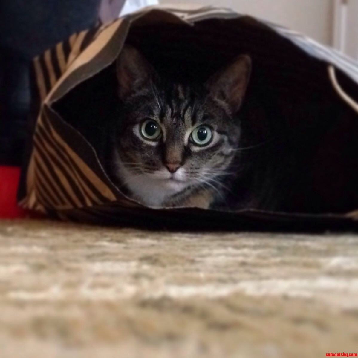 One of Mimmys Favorite Past Times... Hiding in a Shopping Bag.